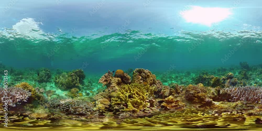 Tropical coral reef and fishes underwater. Hard and soft corals. Philippines. Virtual Reality 360. Tropical coral reef and fishes underwater. Hard and soft corals. Philippines. Virtual Reality 360.