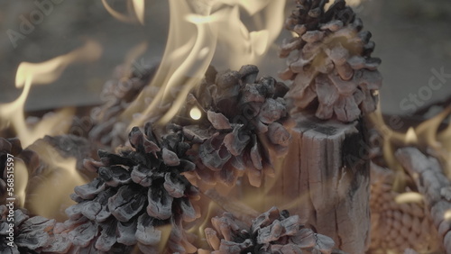 Obraz na plátně Pine cones fire