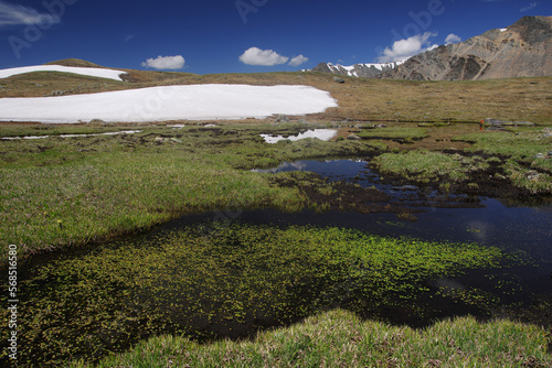 Highland lake green grass in swamp among dramatic mountain rocks with snow under blue sky Altai Siberia Russia