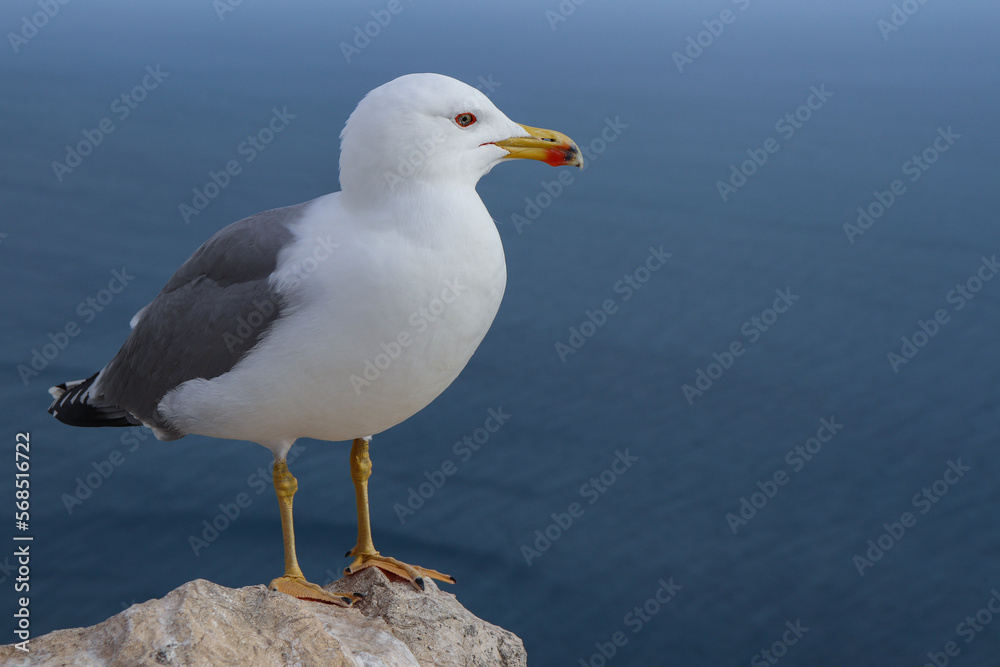 Mittelmeermöwe (Larus michahellis) auf einem Küstenfelsen in Calp an der Costa Blanca, einer Kleinstadt an der Ostküste Spaniens, zwischen Valencia und Alicante.