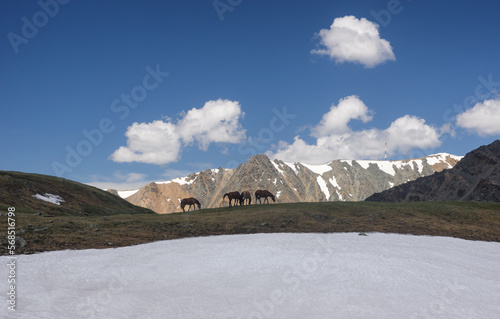 A herd of horses on a high mountain pasture among snow and green meadows of grass Altai Siberia Russia