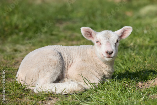 Young white lamb lays in the grass © erwin