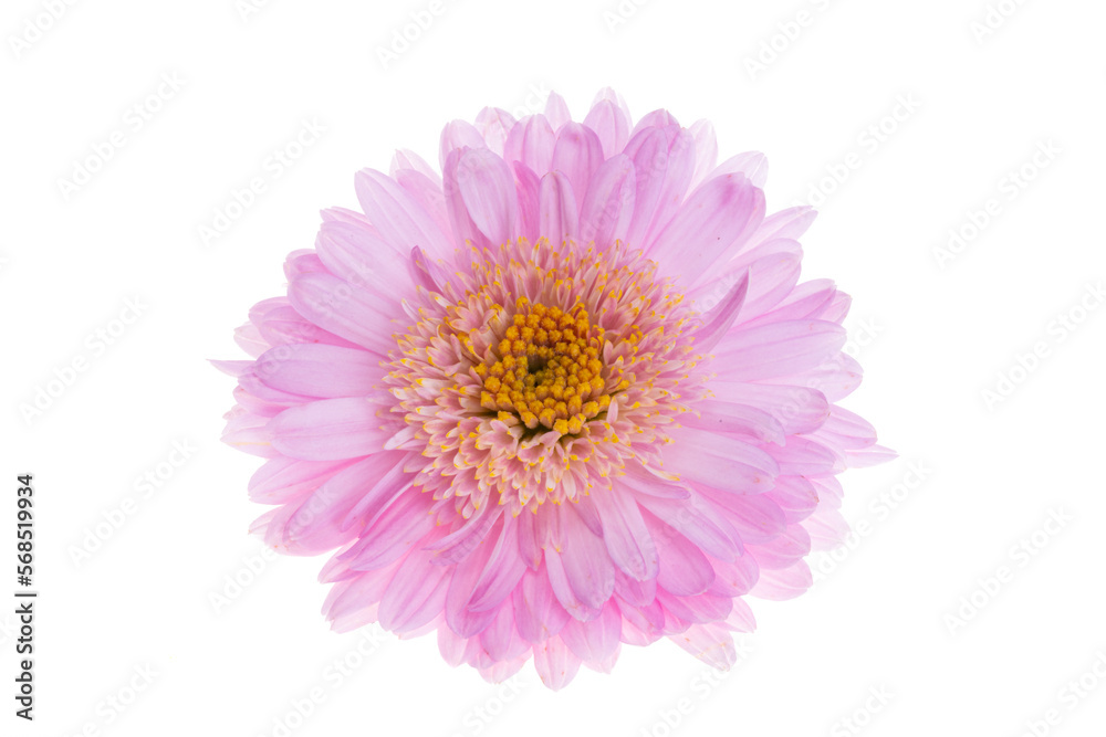 pink chrysanthemum isolated