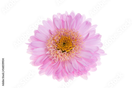 pink chrysanthemum isolated