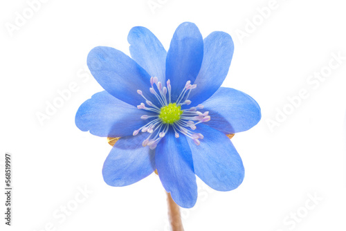 Hepatica Nobilis - first Spring flower isolated