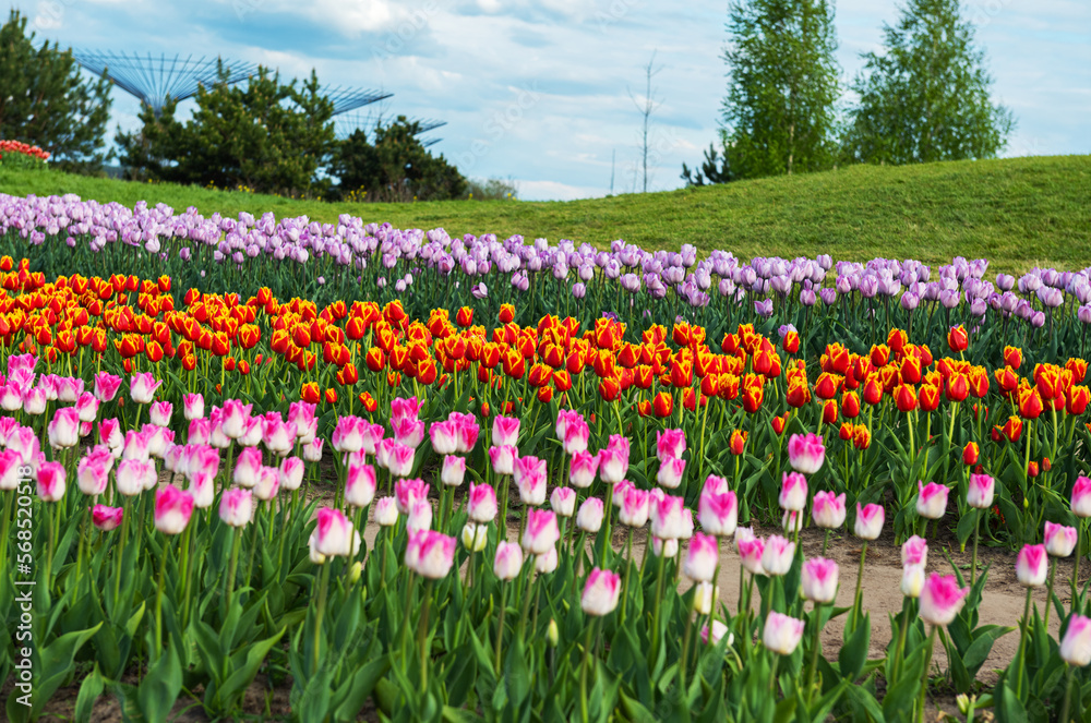 many tulips in the park in spring many tulips in the park in spring