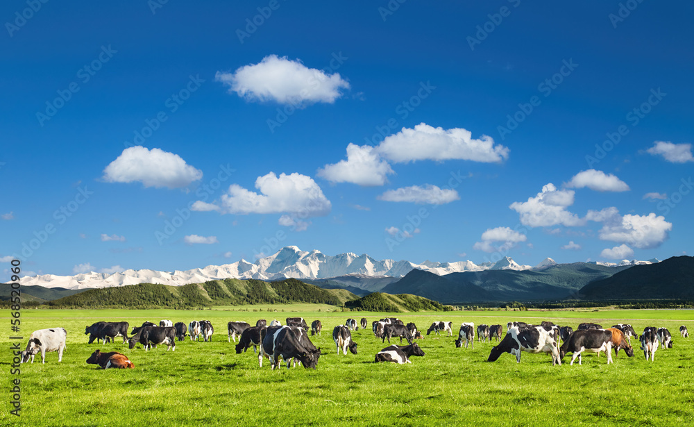 Beautiful landscape with grazing cows