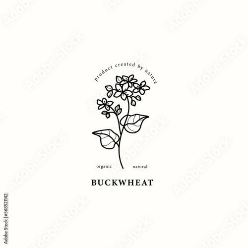 Line art buckwheat branch illustration