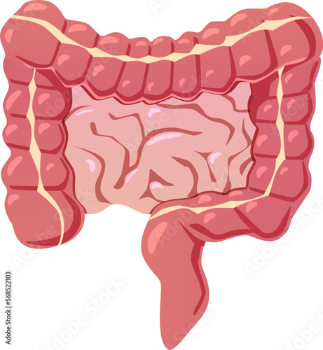 Intestines cartoon icon. Gut symbol. Digestive organ