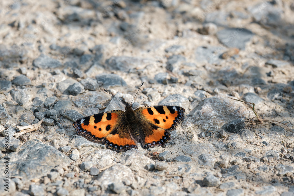 Aglais urticae orange butterfly sitting on stone ground. Aglais urticae orange butterfly sitting on stone ground.