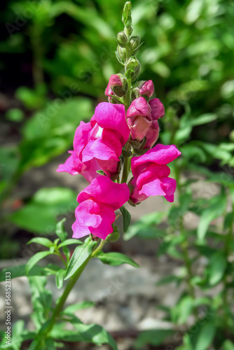 bright pink Antirrhinum majus grows in a flower garden. cultivation of garden flowers concept