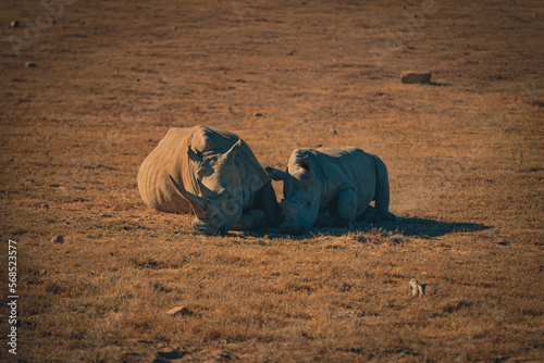 Rhino in the savannah