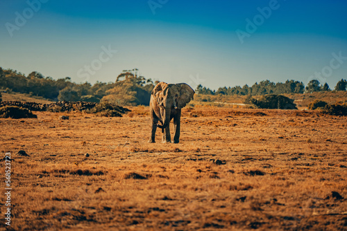 Beautiful African Elephant in the Sunset photo