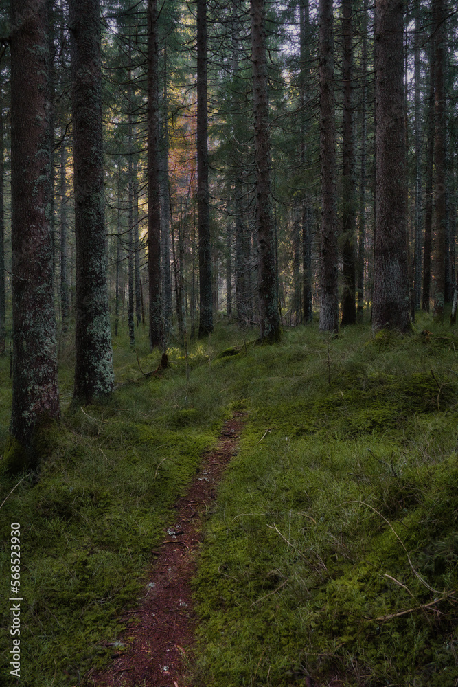 Obraz premium Düsterer Waldweg