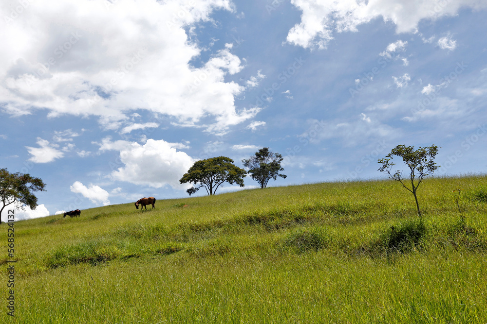 Horses grazing on top of green hill. Brazil