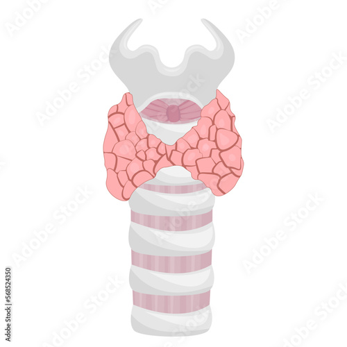 thyroid gland human body internal organ photo