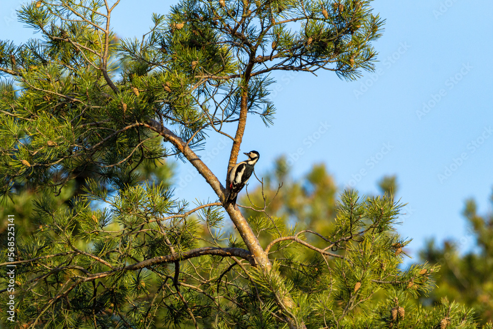 Great Spotted Woodpecker (Dendrocopos major) on tree
Great Spotted Woodpecker (Dendrocopos major) on tree