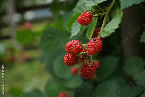 Ripe raspberries, blackberries fruits growing on a bush, summer garden, close up