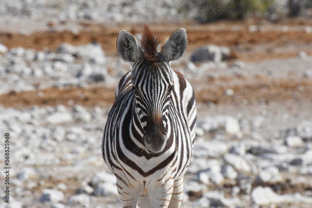 Zebrafohlen (Equus quagga) am Wasserloch Kalkheuwel im Etoscha Nationalpark in Namibia. Zebrafohlen (Equus quagga) am Wasserloch Kalkheuwel im Etoscha Nationalpark in Namibia.