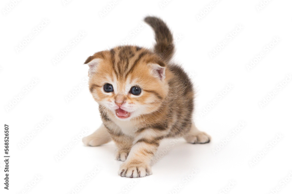 Small Scottish fold kitten
