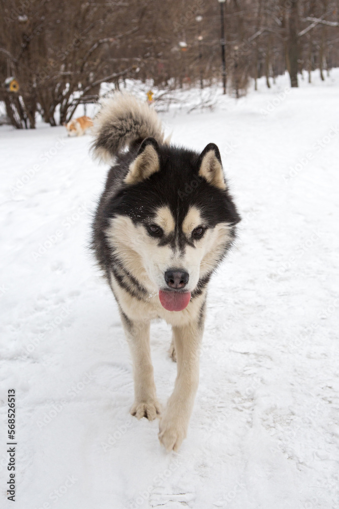 Husky dog on a winter walk