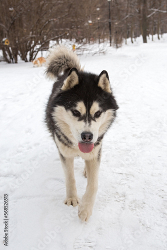 Husky dog on a winter walk © Okssi