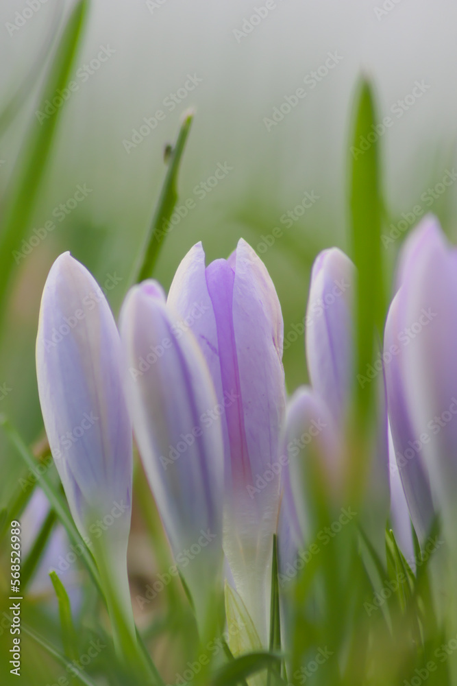 Pink filigree crocus flower blossoms in green grass for spring feelings welcome insects like honey bees in february spring time as macro with blurred background in garden landscape blooming violet