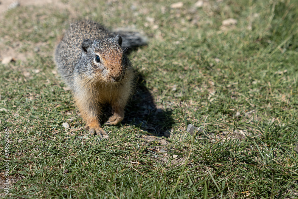 Ground Squirrel enjoying the sun at Lightning lake Ground Squirrel enjoying the sun at Lightning lake