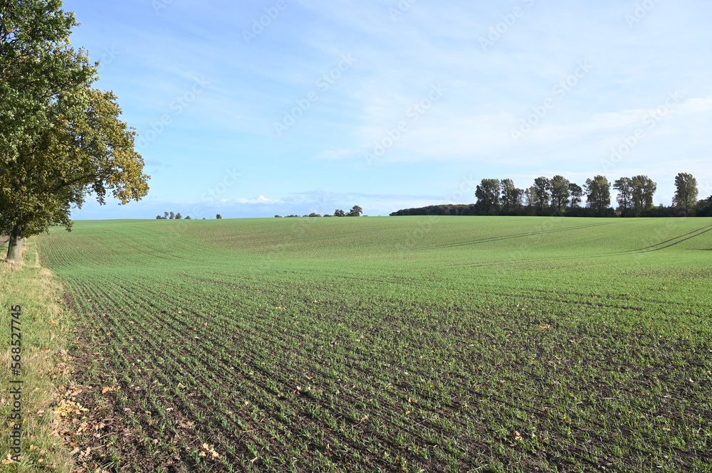 Beautiful wheat field in autumn.  Cereals grows in countryside in Germany. Agriculture. 