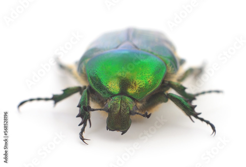 Green beetle isolated.