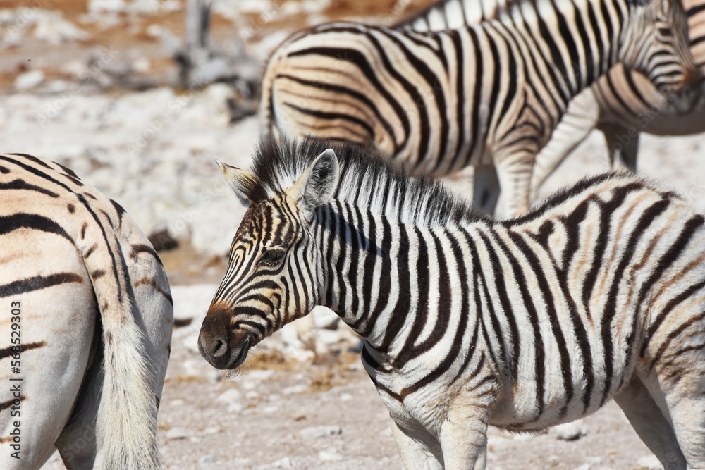 Zebrafohlen (Equus quagga) am Wasserloch Kalkheuwel im Etoscha Nationalpark Zebrafohlen (Equus quagga) am Wasserloch Kalkheuwel im Etoscha Nationalpark