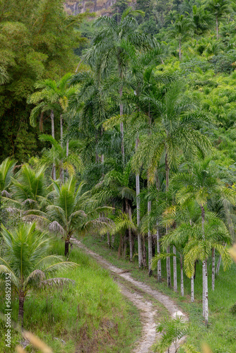 Palm trees in countryside of Brazil