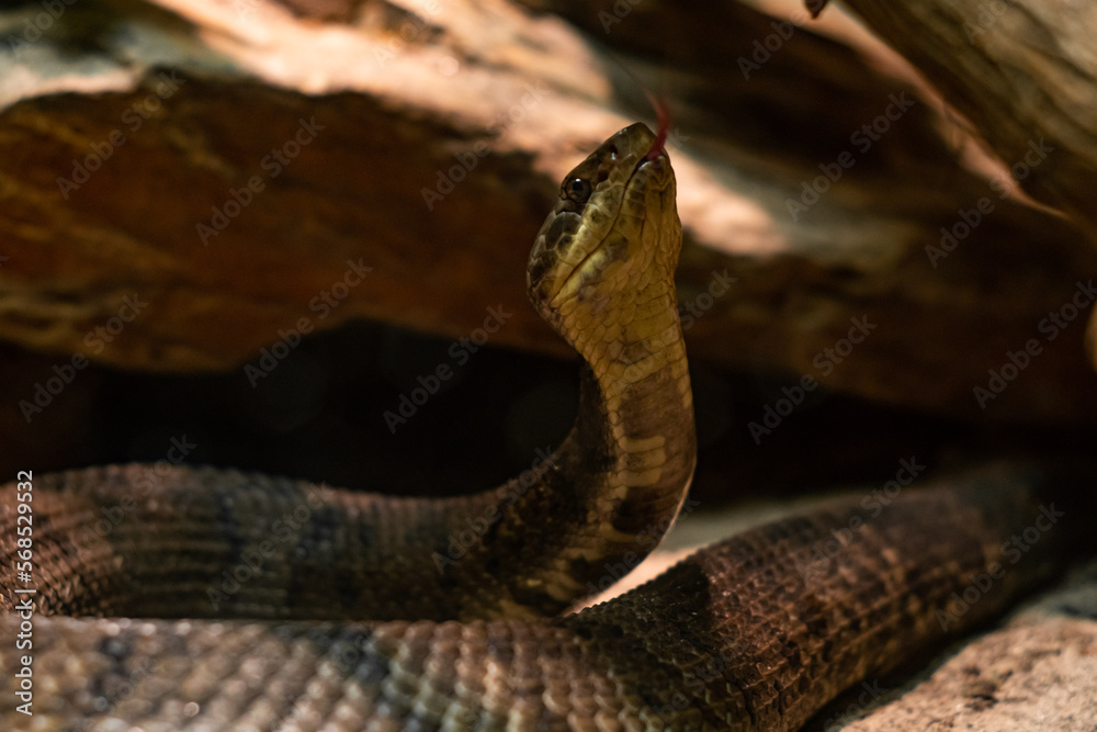 Fototapeta premium close up of a snake