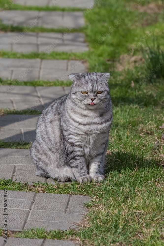 Naklejka premium An adult cat of the breed 