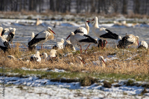 A big group of storks on a meadow next to a road at a cold day in winter next to Büttelborn in Hesse, Germany. © ms_pics_and_more