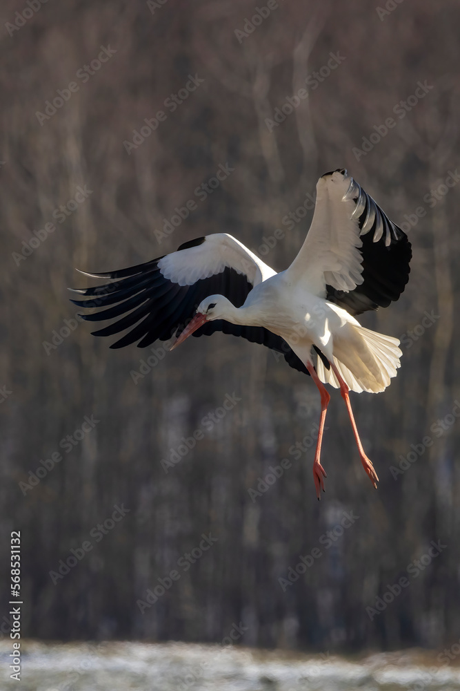 Stork flying over a meadow in Büttelbron in Hesse, Germany at a cloudy day in winter. Stork flying over a meadow in Büttelbron in Hesse, Germany at a cloudy day in winter.