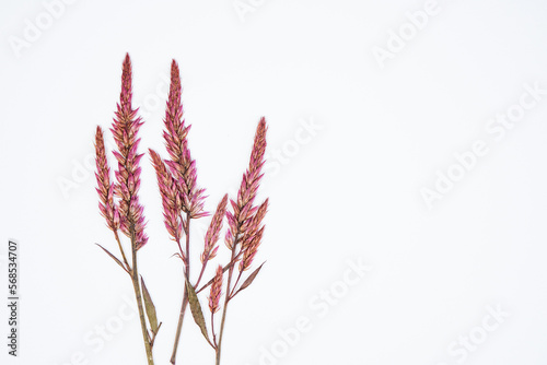 Three stems of dried celosia flowers placed at the left of the image. Space for text at the right. White background. Minimal design. photo