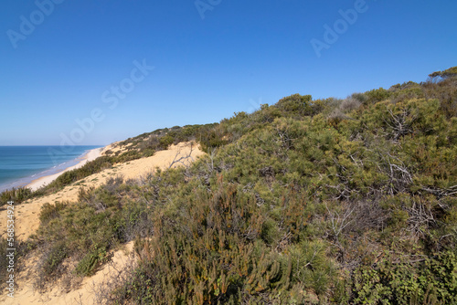 One of the most beautiful beaches in Spain, called (El Asperillo, Doñana, Huelva) in Spain. Surrounded by dunes, vegetation and cliffs. A gorgeous beach.