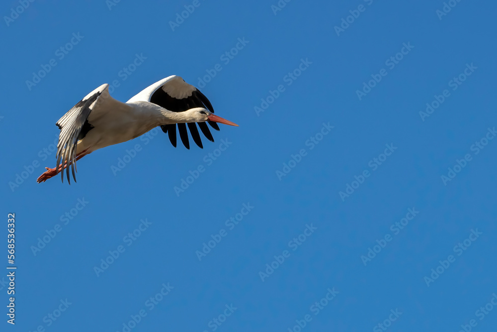 Stork flying over a meadow in Büttelbron in Hesse, Germany at a cloudy day in winter. Stork flying over a meadow in Büttelbron in Hesse, Germany at a cloudy day in winter.