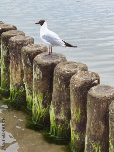 Lachmöwe Ostsee - Insel Usedom