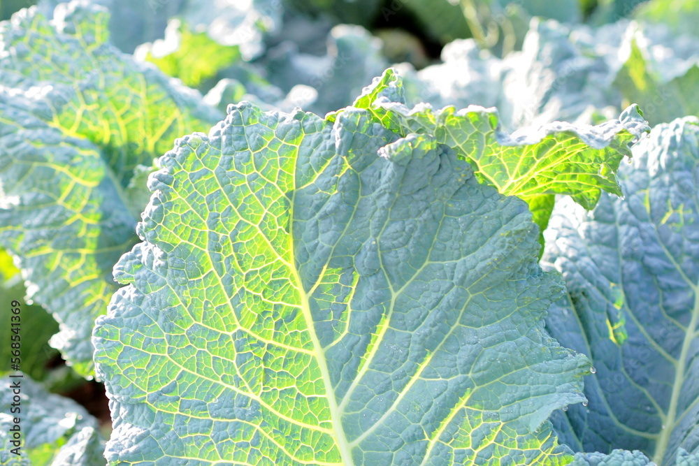野菜の葉脈 野菜の葉脈