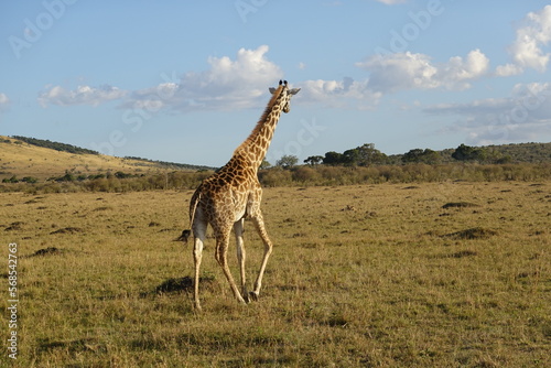 Kenya - Masai Mara - Giraffe