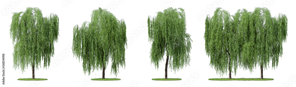Daytime scene landscape element for 3d Architectural visualization. Weeping willow tree isolated on transparent background. 3d rendering illustration. PNG format - obrazy, fototapety, plakaty 