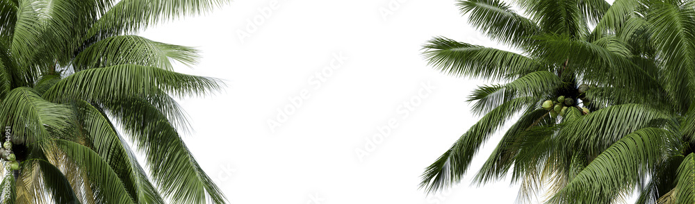 Obraz premium Nature and tropical forest concept. Green coconut leaf isolated on transparent background. 3d rendering . PNG format