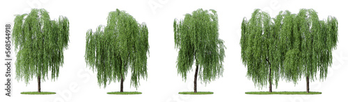 Daytime scene landscape element for 3d Architectural visualization. Weeping willow tree isolated on transparent background. 3d rendering illustration. PNG format photo