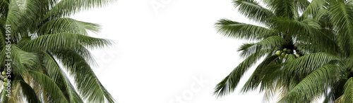 Nature and tropical forest concept. Green coconut leaf isolated on transparent background. 3d rendering . PNG format