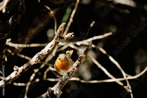 European robin, Erithacus Rubecola photo