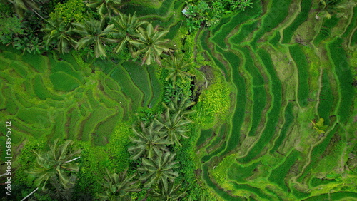 Tegallalang rice terraces swathes on hill slope. Green paddies. Tourist attraction on Bali island Indonesia.