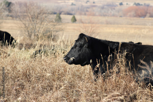 Cow relaxing in grass meadow in northern Colorado