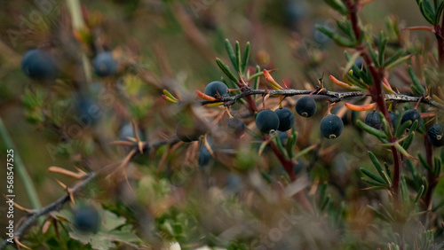 Arbusto de calafate de la patagonia en primer plano con su fruto enfocado